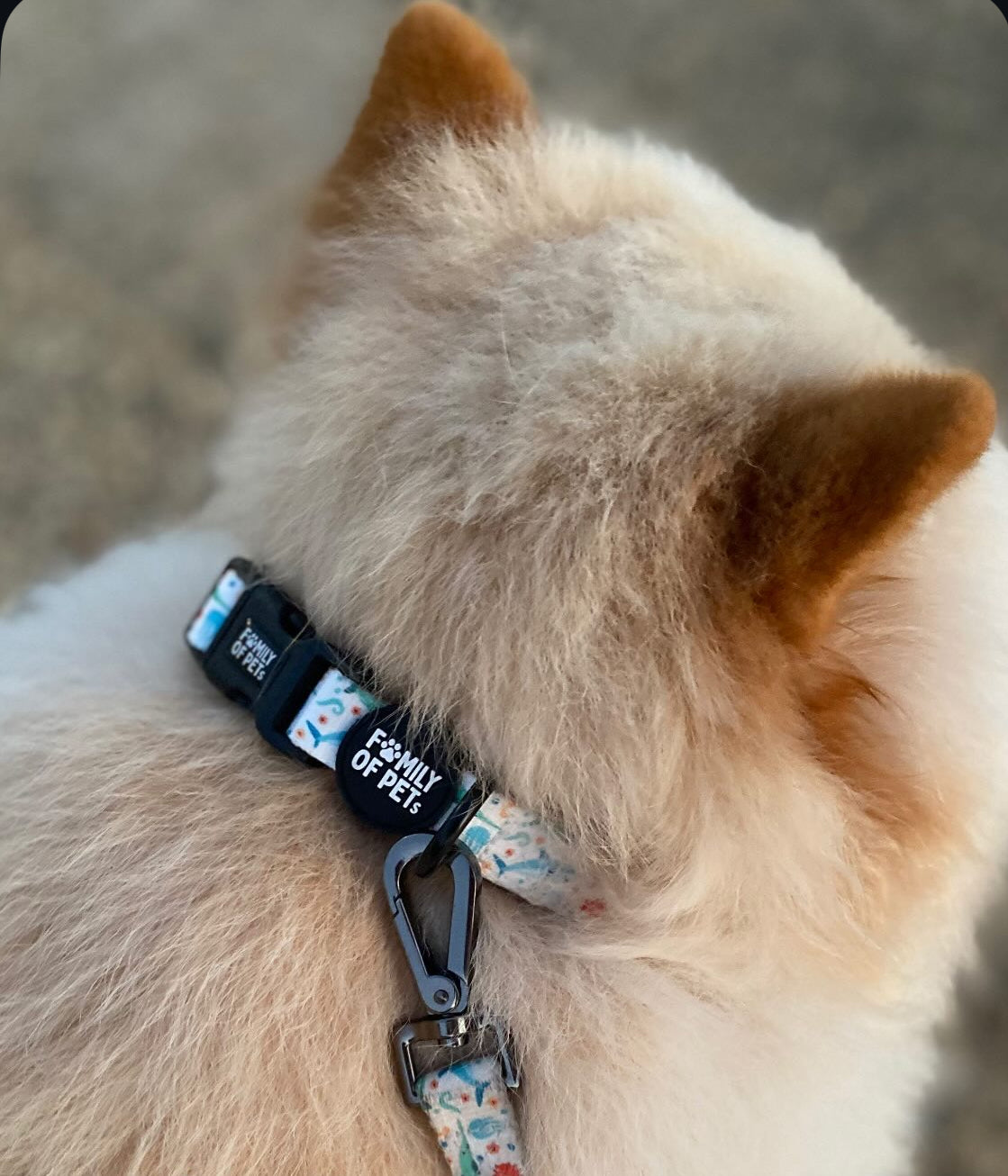 Under the sea: Adjustable collar