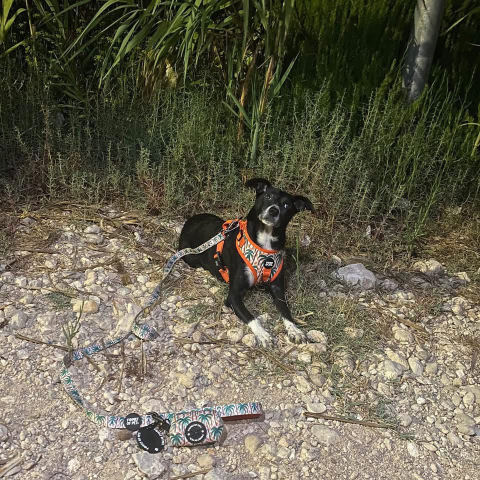 Hawaii Leash