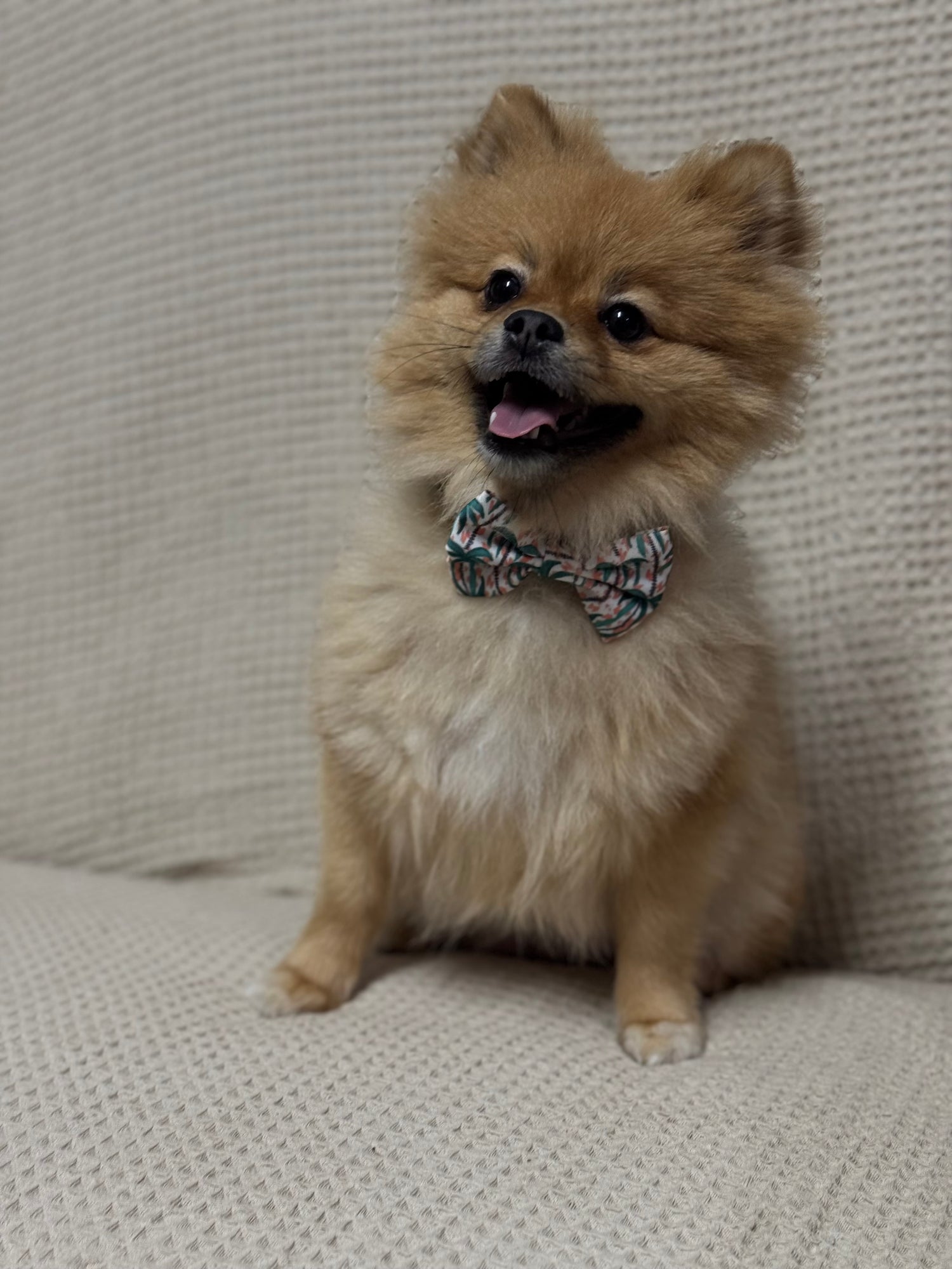 Bow Tie