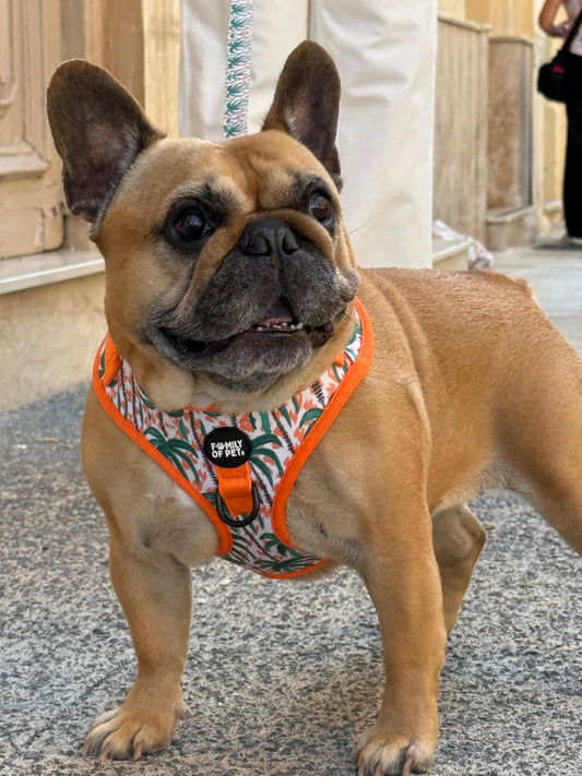Hawaii: Adjustable Harness