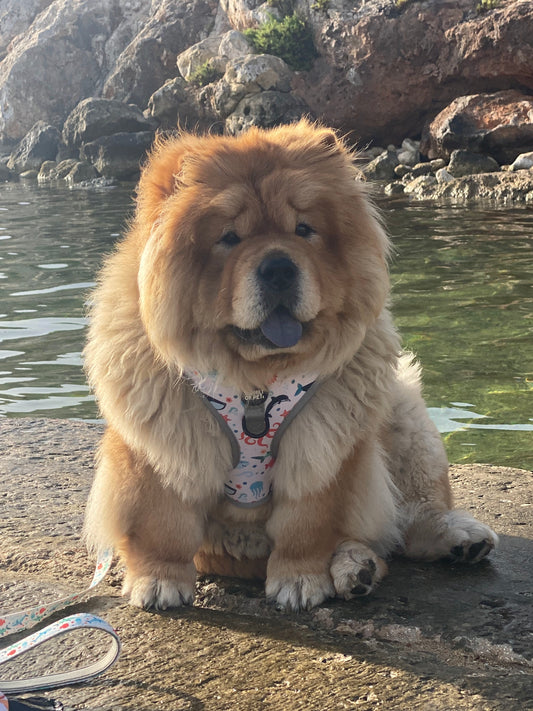 Under the sea: Adjustable Harness